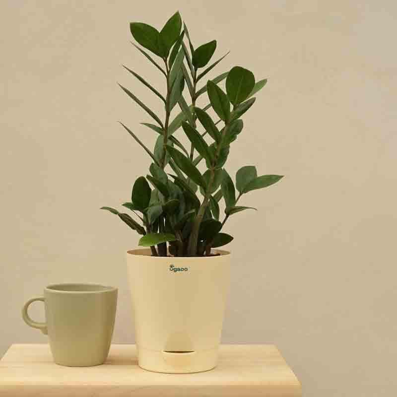 Buy Ugaoo ZZ Plant - Medium Live Plants from Vaaree