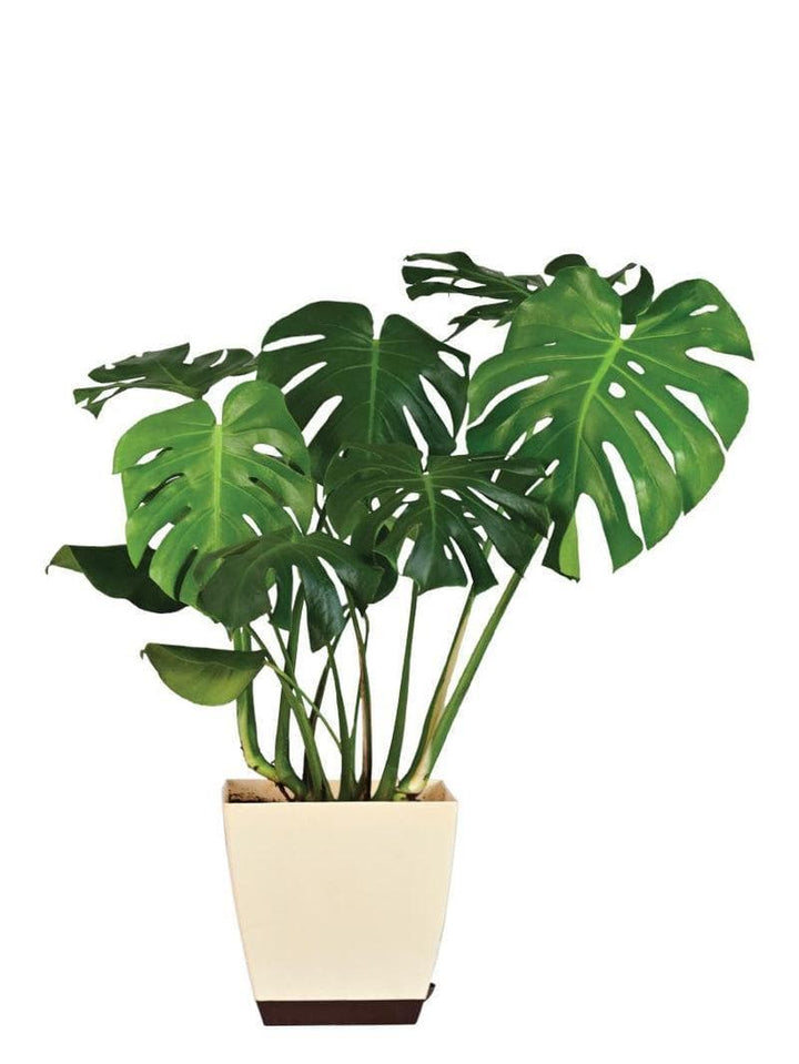 Buy Ugaoo Monstera Deliciosa Plant - XL at Vaaree online | Beautiful Live Plants to choose from