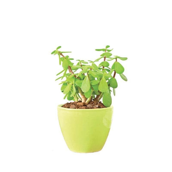 Buy Ugaoo Apple Light Green Ceramic Pot- Small Pots & Planters from Vaaree