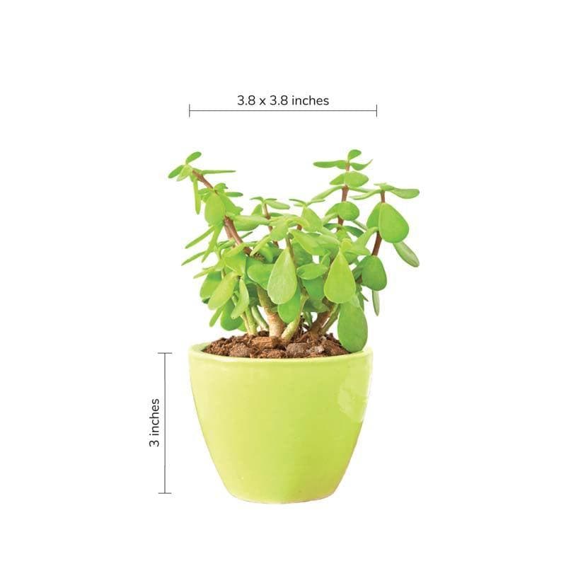 Buy Ugaoo Apple Light Green Ceramic Pot- Small Pots & Planters from Vaaree