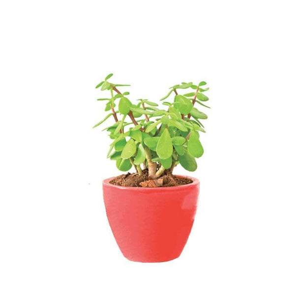 Buy Ugaoo Apple Red Ceramic Pot- Small Pots & Planters from Vaaree