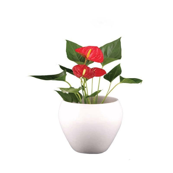 Buy Ugaoo Apple White Ceramic Pot- Medium Pots & Planters from Vaaree