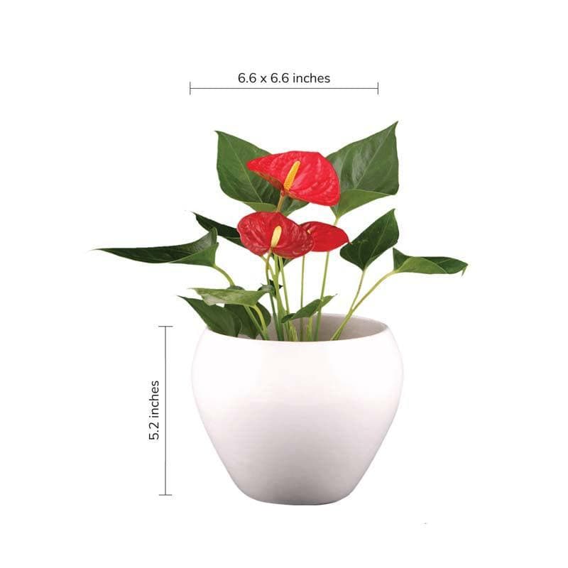 Buy Ugaoo Apple White Ceramic Pot- Medium Pots & Planters from Vaaree