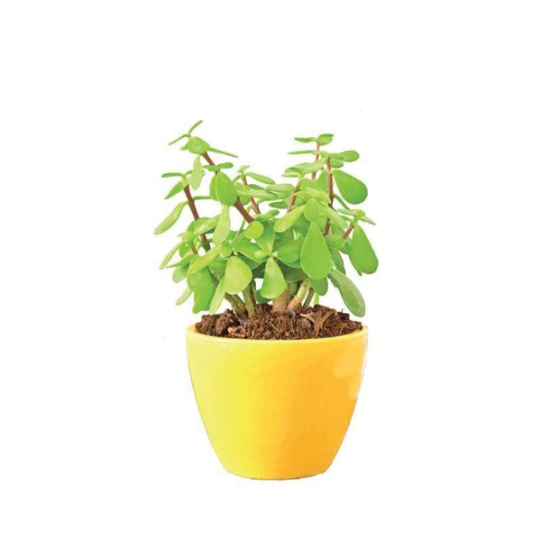 Buy Ugaoo Apple Yellow Ceramic Pot- Small Pots & Planters from Vaaree