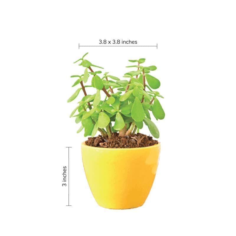 Buy Ugaoo Apple Yellow Ceramic Pot- Small Pots & Planters from Vaaree