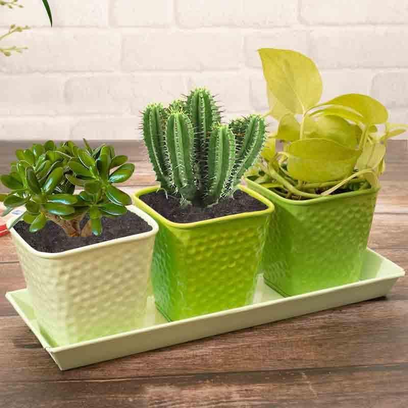 Buy Herbster Planter - Set Of Three Pots & Planters from Vaaree