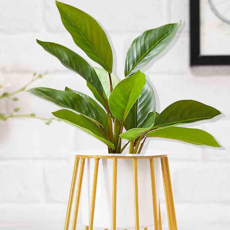 Buy Muse Table Top Planter With Stand - Set Of Two Pots & Planters from Vaaree