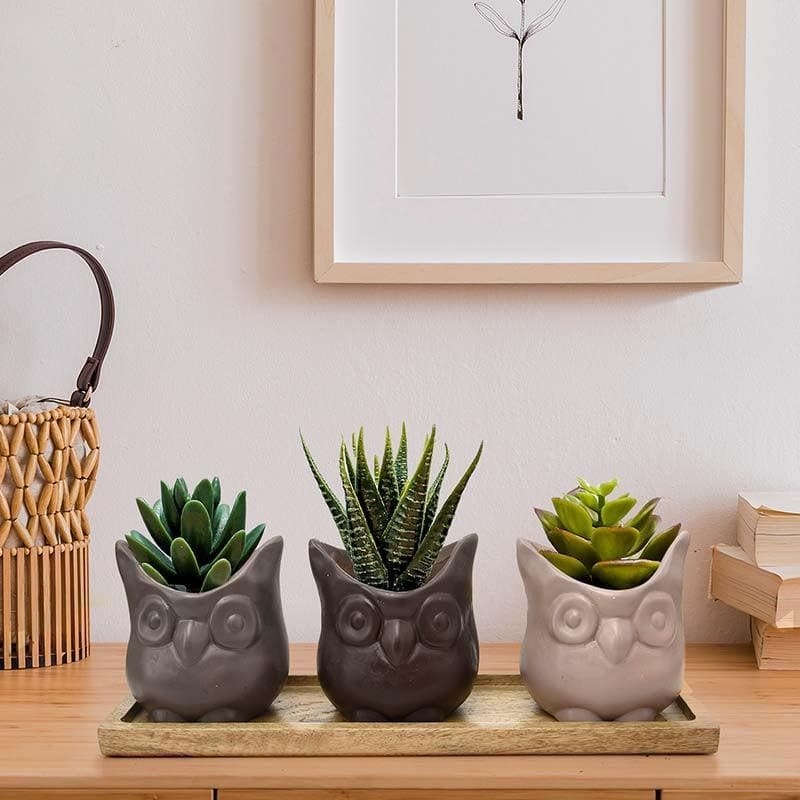 Buy Three Wise Owls Planter Set Pots & Planters from Vaaree