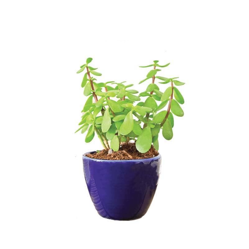 Buy Ugaoo Apple Blue Ceramic Pot Pots & Planters from Vaaree