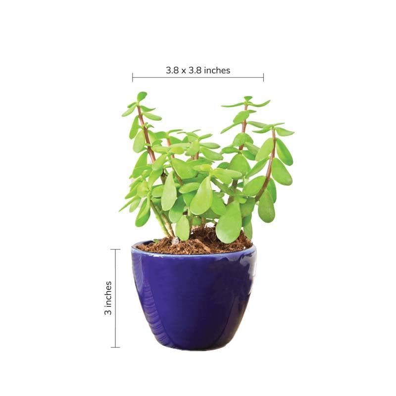 Buy Ugaoo Apple Blue Ceramic Pot Pots & Planters from Vaaree