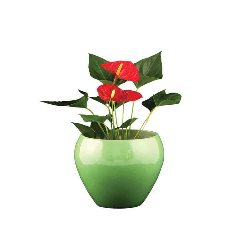 Pots & Planters - Ugaoo Apple Light Green Ceramic Pot- Medium