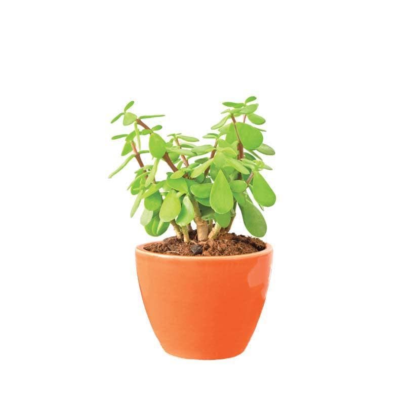 Buy Ugaoo Apple Orange Ceramic Pot Pots & Planters from Vaaree