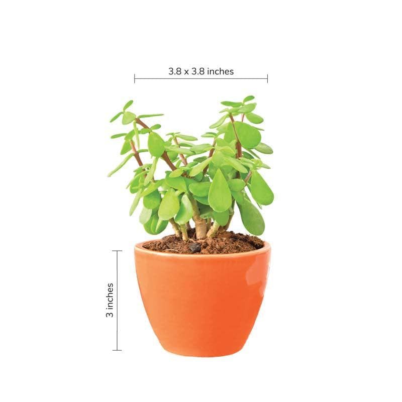 Buy Ugaoo Apple Orange Ceramic Pot Pots & Planters from Vaaree