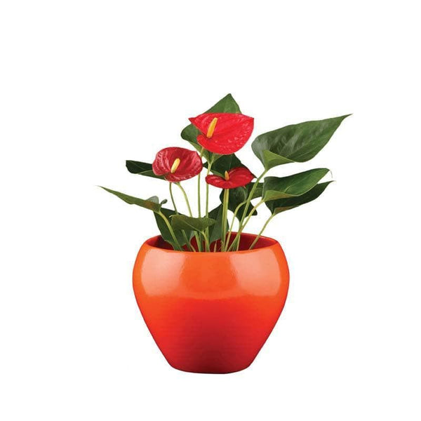 Buy Ugaoo Apple Orange Ceramic Pot- Medium Pots & Planters from Vaaree