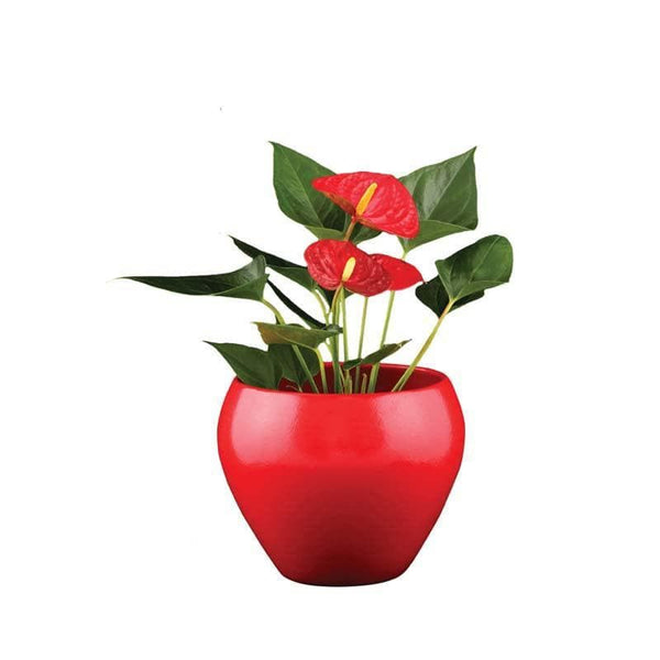 Pots & Planters - Ugaoo Apple Red Ceramic Pot- Medium