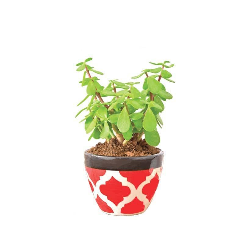 Buy Ugaoo Apple Rose Red Ceramic Pot Pots & Planters from Vaaree