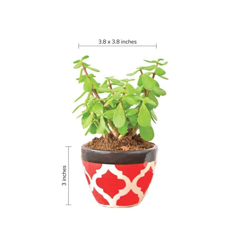 Buy Ugaoo Apple Rose Red Ceramic Pot Pots & Planters from Vaaree