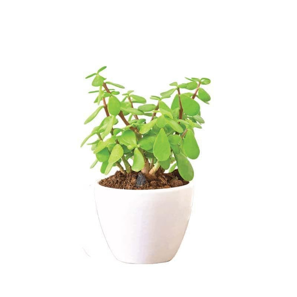 Buy Ugaoo Apple White Ceramic Pot- Small Pots & Planters from Vaaree