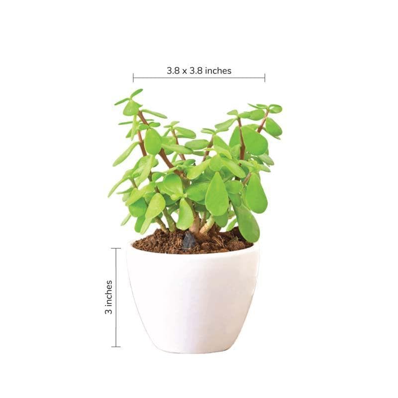 Buy Ugaoo Apple White Ceramic Pot- Small Pots & Planters from Vaaree