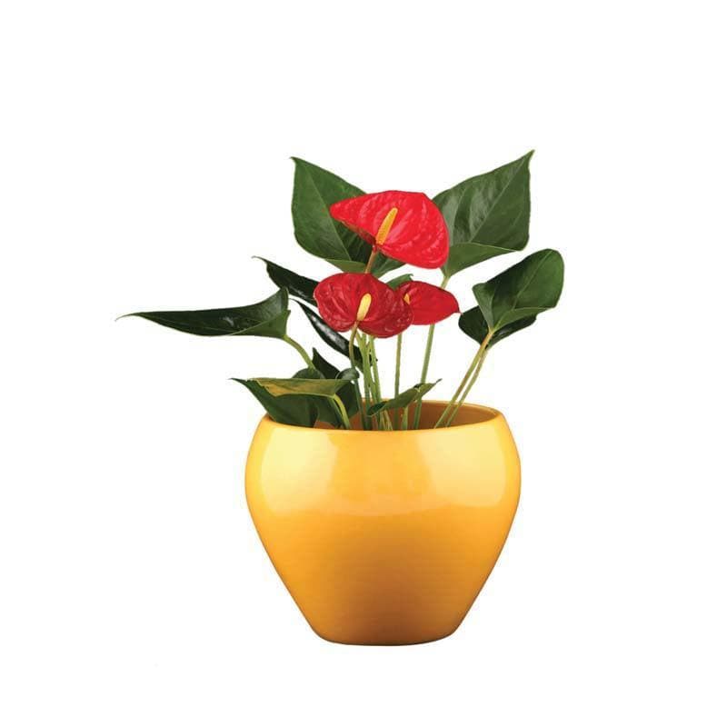 Buy Ugaoo Apple Yellow Ceramic Pot- Medium Pots & Planters from Vaaree