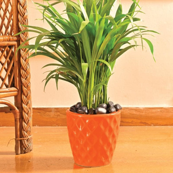 Buy Ugaoo Argyle Orange Ceramic Pot Pots & Planters from Vaaree