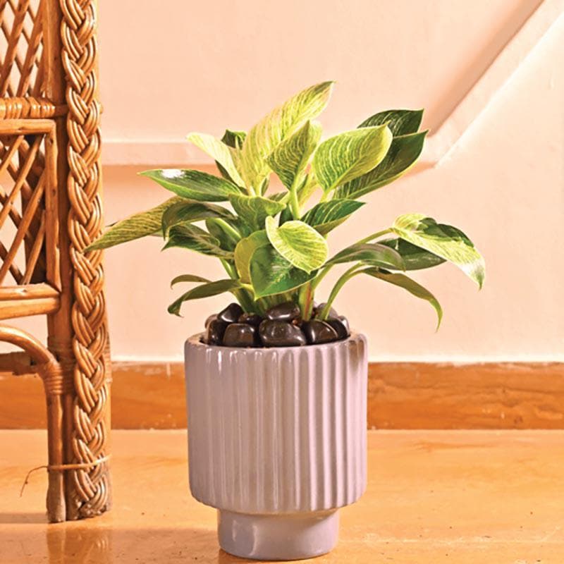 Buy Ugaoo Dark Affinity Gray Ceramic Pot-Medium Pots & Planters from Vaaree