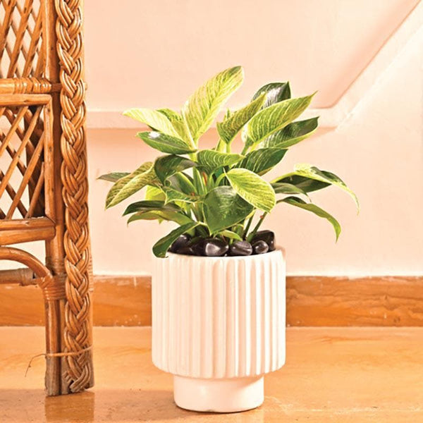 Buy Ugaoo Dark Affinity White Ceramic Pot-Medium Pots & Planters from Vaaree