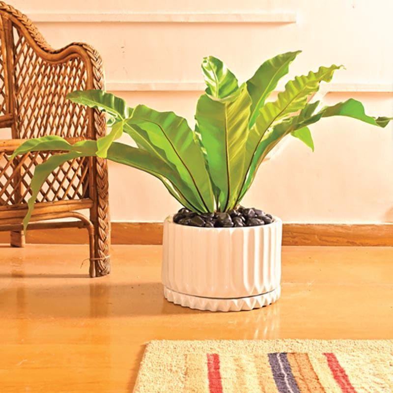 Buy Ugaoo Fleeting Bliss White Ceramic Pot Pots & Planters from Vaaree