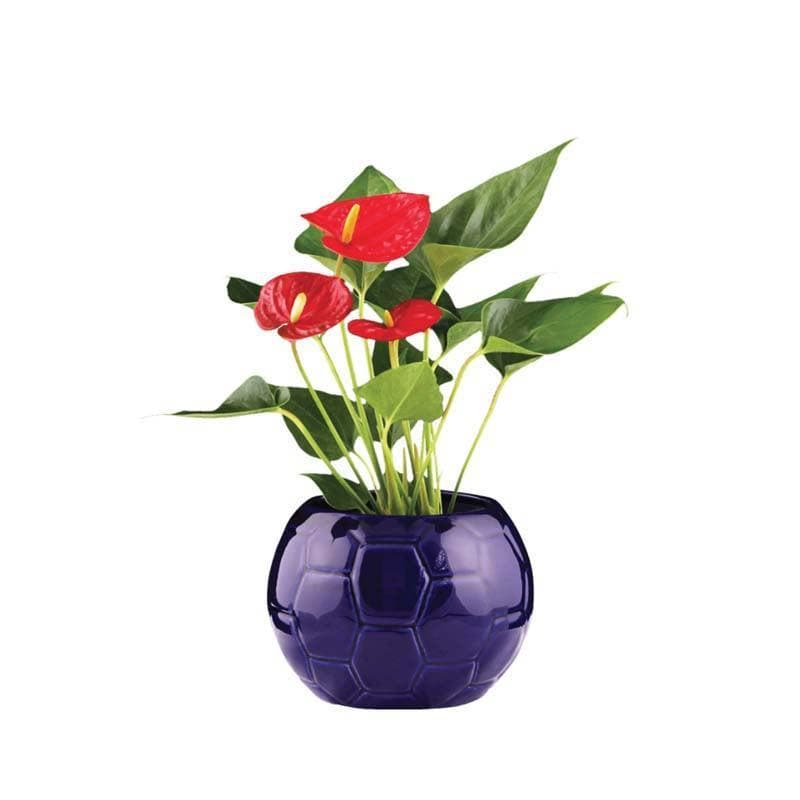 Buy Ugaoo Football Blue Ceramic Pot Pots & Planters from Vaaree