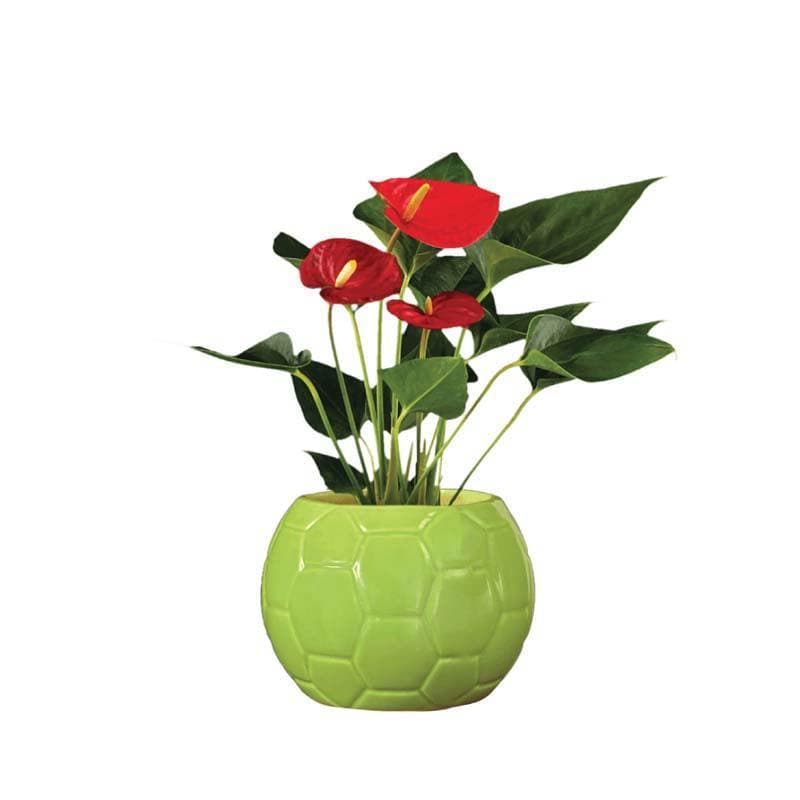 Buy Ugaoo Football Light Green Ceramic Pot Pots & Planters from Vaaree