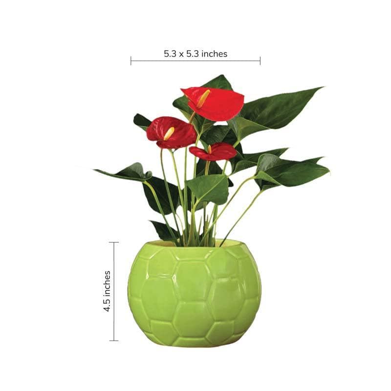 Buy Ugaoo Football Light Green Ceramic Pot Pots & Planters from Vaaree