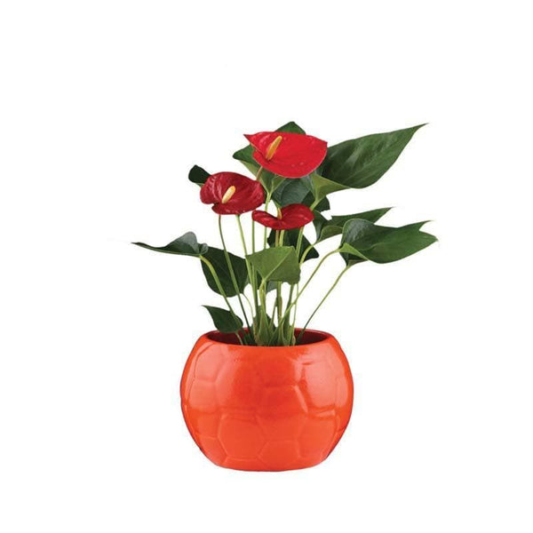 Buy Ugaoo Football Orange Ceramic Pot Pots & Planters from Vaaree