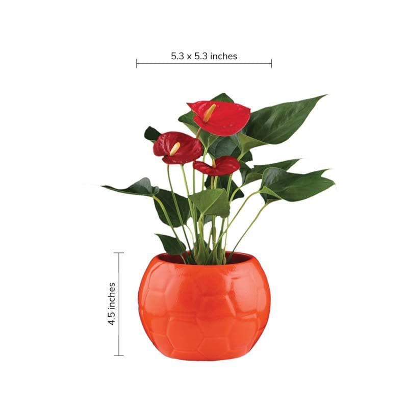 Buy Ugaoo Football Orange Ceramic Pot Pots & Planters from Vaaree