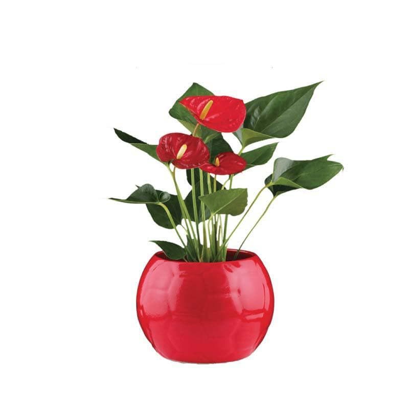 Buy Ugaoo Football Red Ceramic Pot Pots & Planters from Vaaree