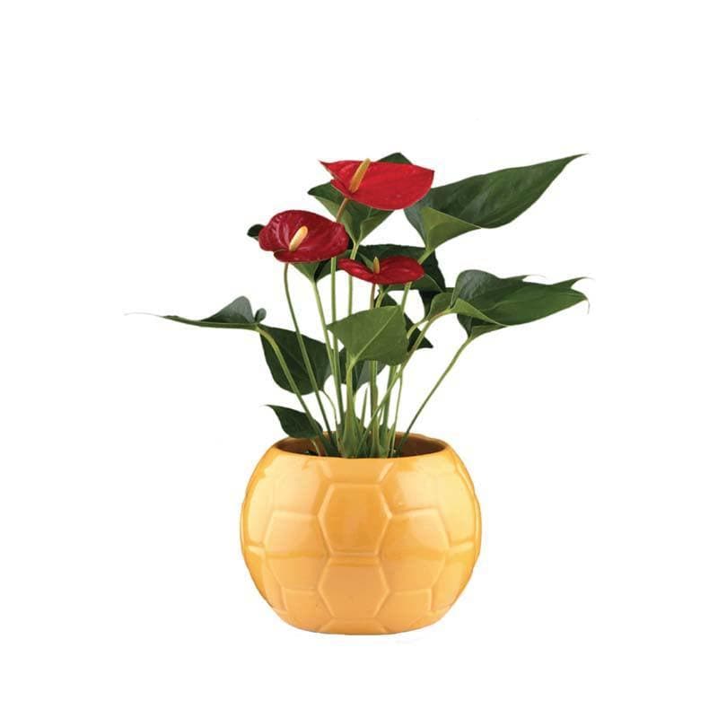 Buy Ugaoo Football Yellow Ceramic Pot Pots & Planters from Vaaree