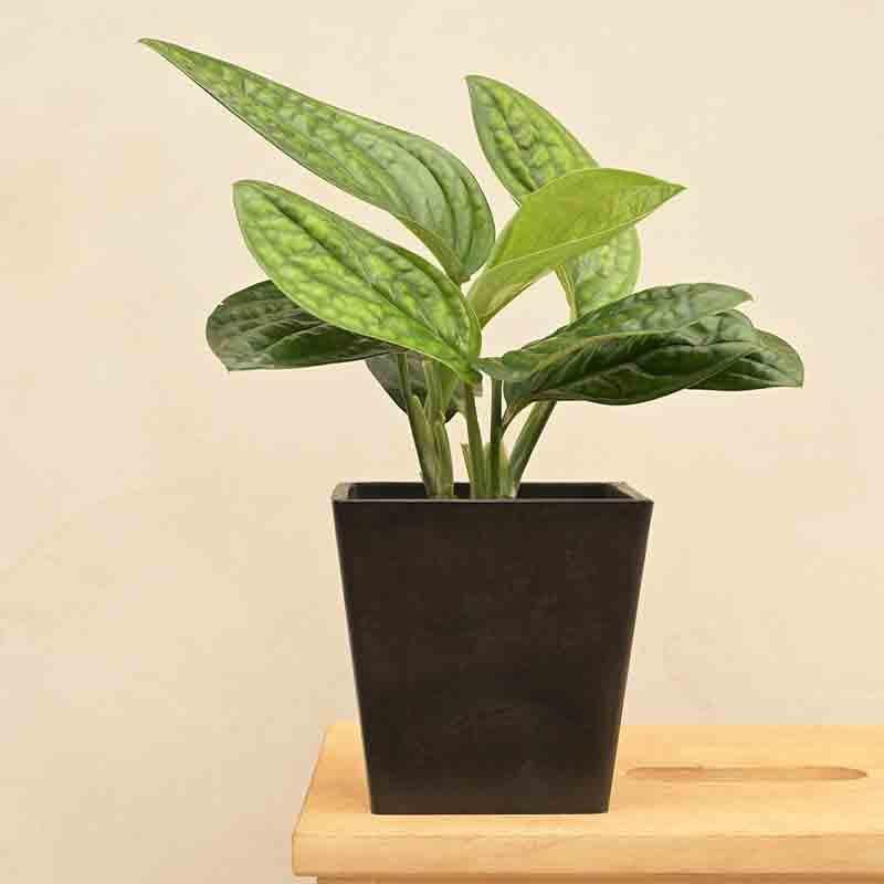 Buy UGAOO Hague Planter for Home & Balcony Garden- Black Pots & Planters from Vaaree