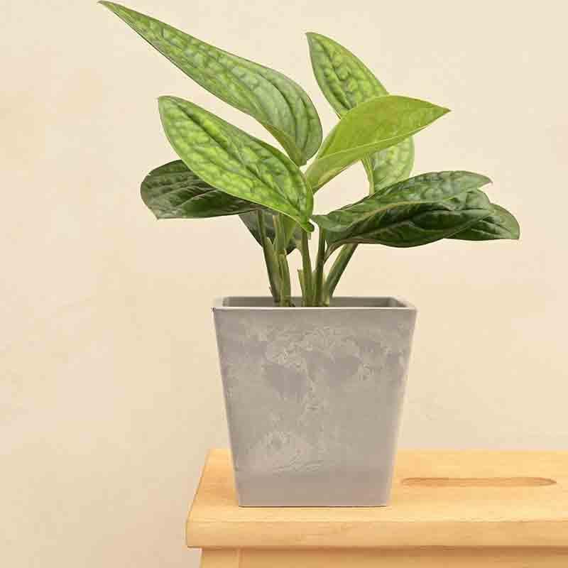 Buy UGAOO Hague Planter for Home & Balcony Garden- Light Grey Pots & Planters from Vaaree