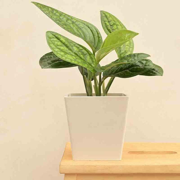 Buy UGAOO Hague Planter for Home & Balcony Garden- White Pots & Planters from Vaaree