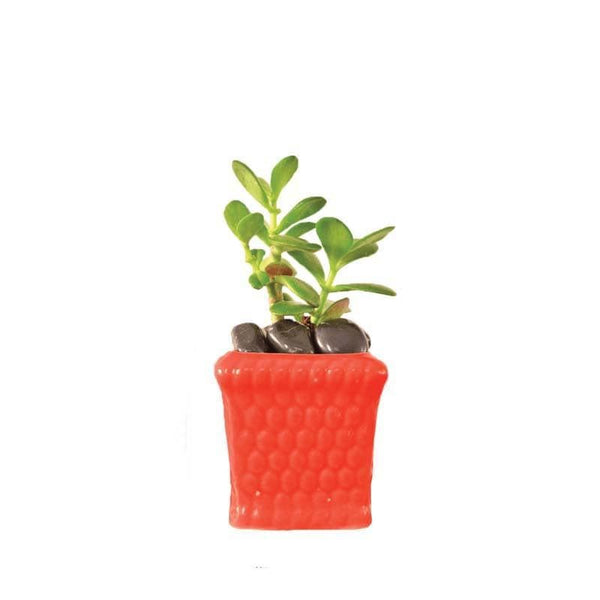 Buy Ugaoo Honeycomb Red Ceramic Pot Pots & Planters from Vaaree