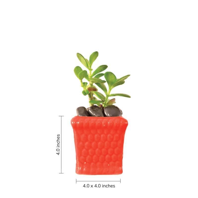 Buy Ugaoo Honeycomb Red Ceramic Pot Pots & Planters from Vaaree