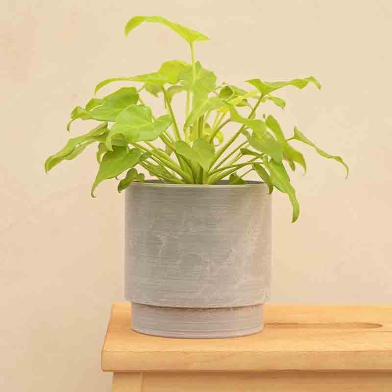 Buy UGAOO Oslo Planter for Home & Balcony Garden- Light Grey Pots & Planters from Vaaree