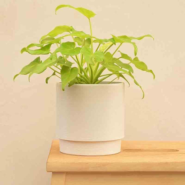 Buy UGAOO Oslo Planter for Home & Balcony Garden- White Pots & Planters from Vaaree