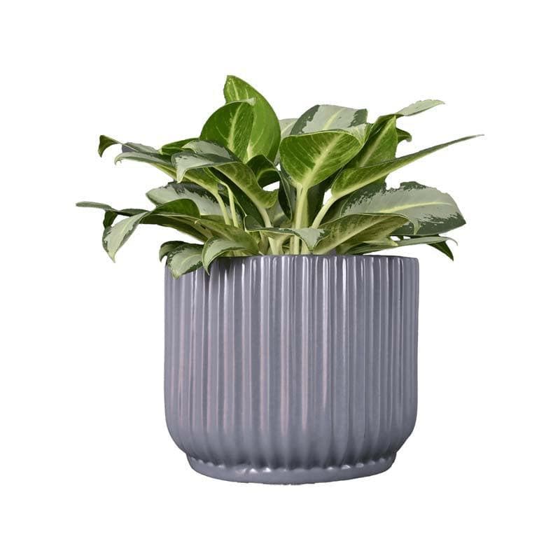 Buy Ugaoo Phoenix Grey Ceramic Pot Pots & Planters from Vaaree