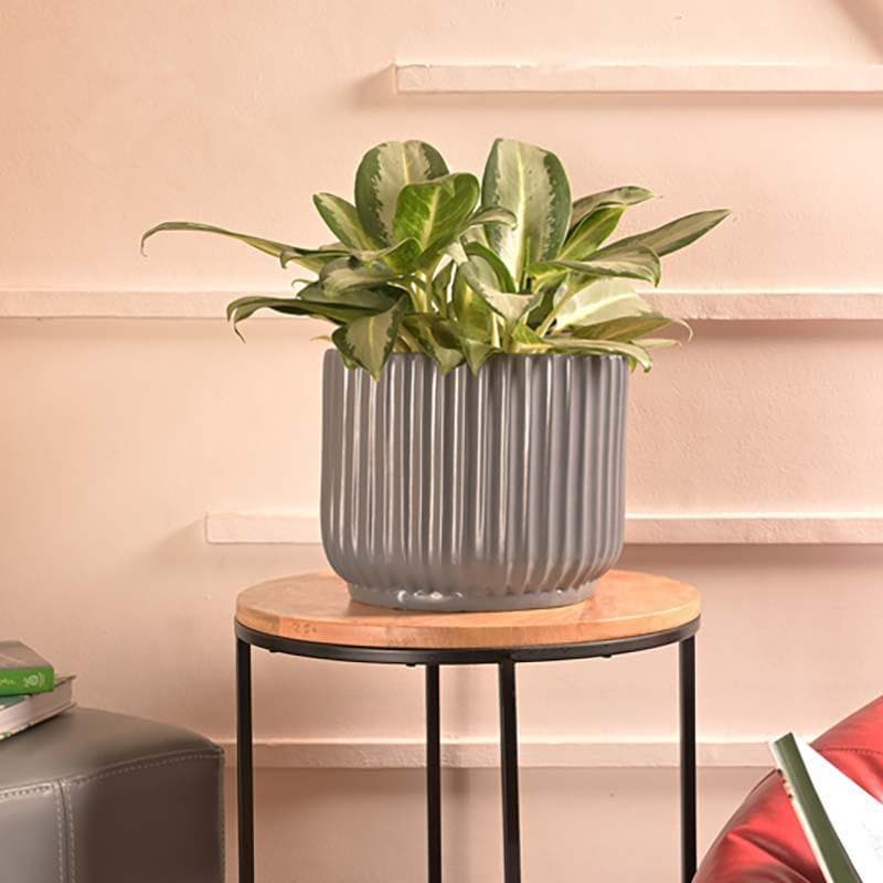 Buy Ugaoo Phoenix Grey Ceramic Pot Pots & Planters from Vaaree