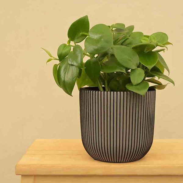 Buy UGAOO Planter Ball Groove - Black Pots & Planters from Vaaree