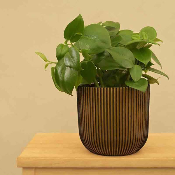 Buy UGAOO Planter Ball Groove- Black Gold Pots & Planters from Vaaree