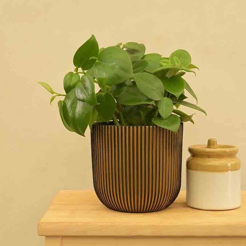 Buy UGAOO Planter Ball Groove- Black Gold Pots & Planters from Vaaree