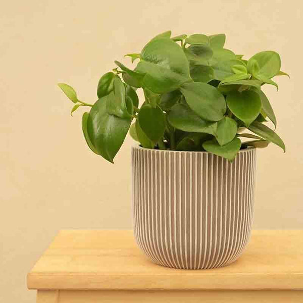 Buy UGAOO Planter Ball Groove - Ivory Pots & Planters from Vaaree