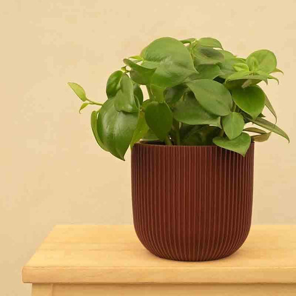 Buy UGAOO Planter Ball Groove - Merlot Red Pots & Planters from Vaaree