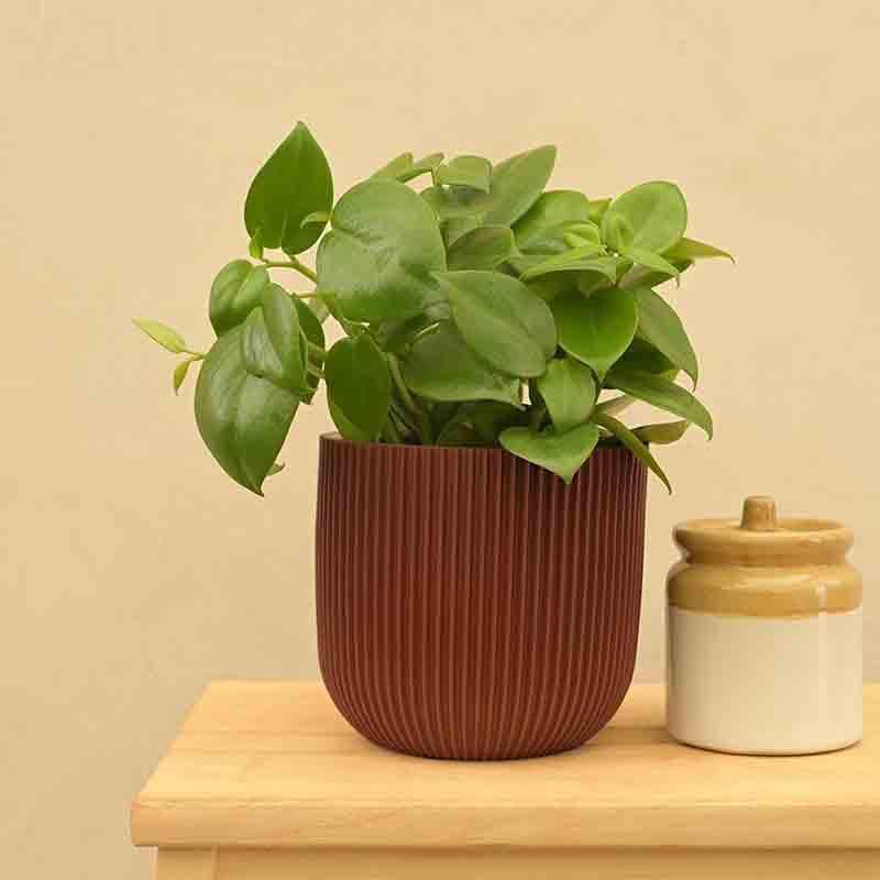 Buy UGAOO Planter Ball Groove - Merlot Red Pots & Planters from Vaaree